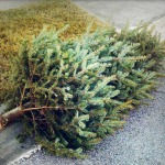 christmas-tree-removal